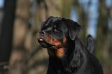 ROTTWEILER 530